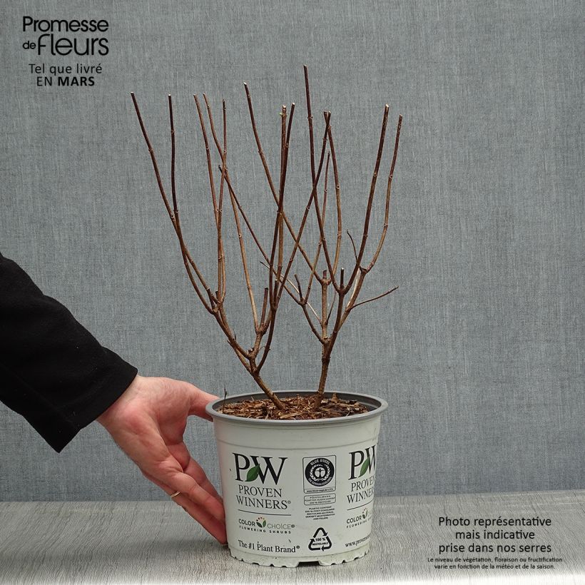 Hydrangea paniculata Confetti - Ortensia paniculata Vaso da 2L/3L esemplare consegnato in primavera