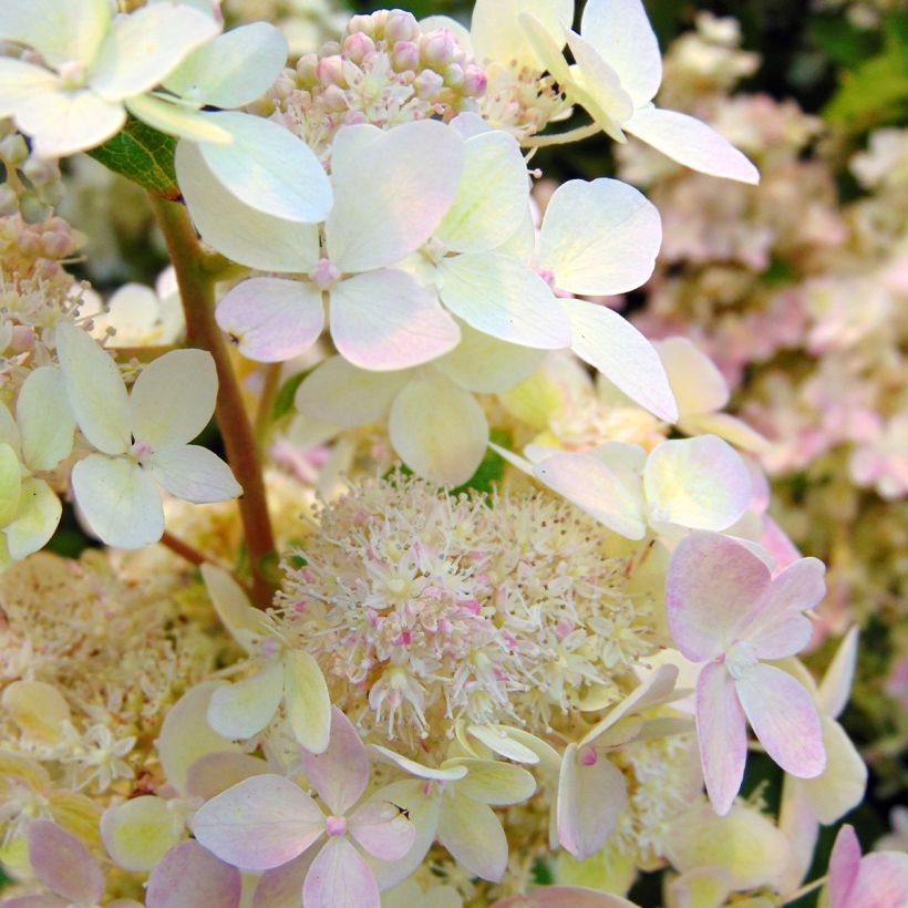 Hydrangea paniculata Confetti - Ortensia paniculata (Fioritura)