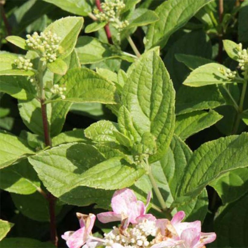 Hydrangea paniculata Dart's Little Dot - Ortensia paniculata (Fogliame)