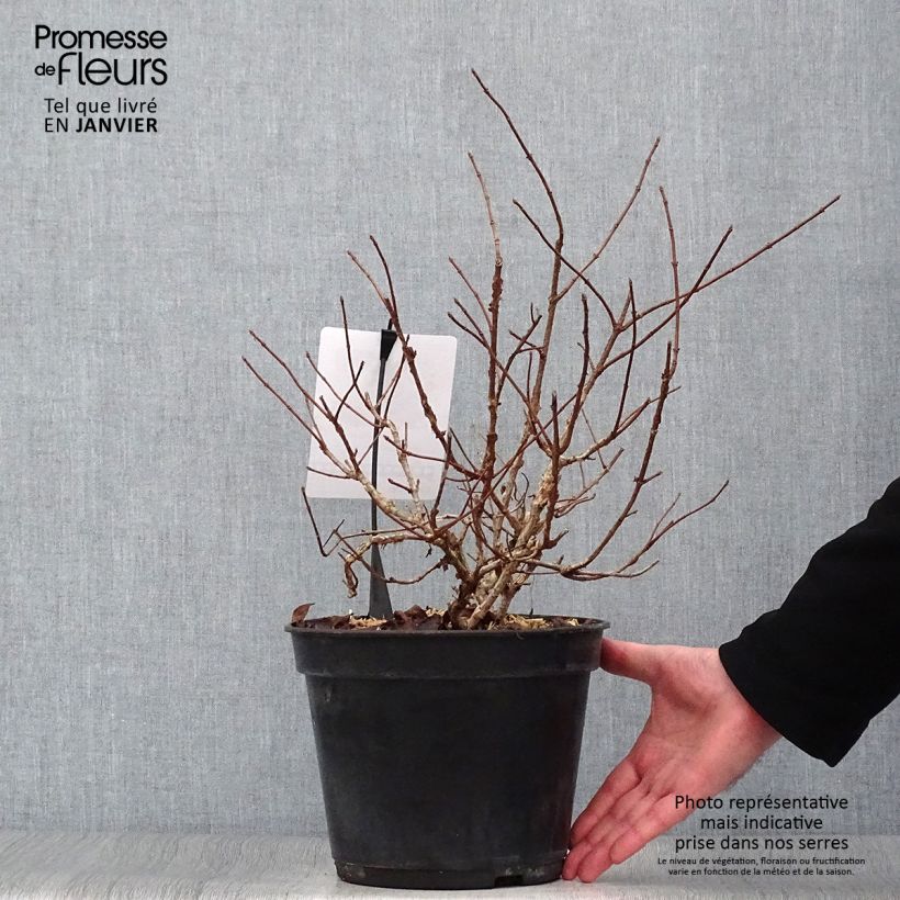 Hydrangea paniculata Dentelle De Gorron - Ortensia paniculata Vaso da 3L/4L esemplare consegnato in inverno