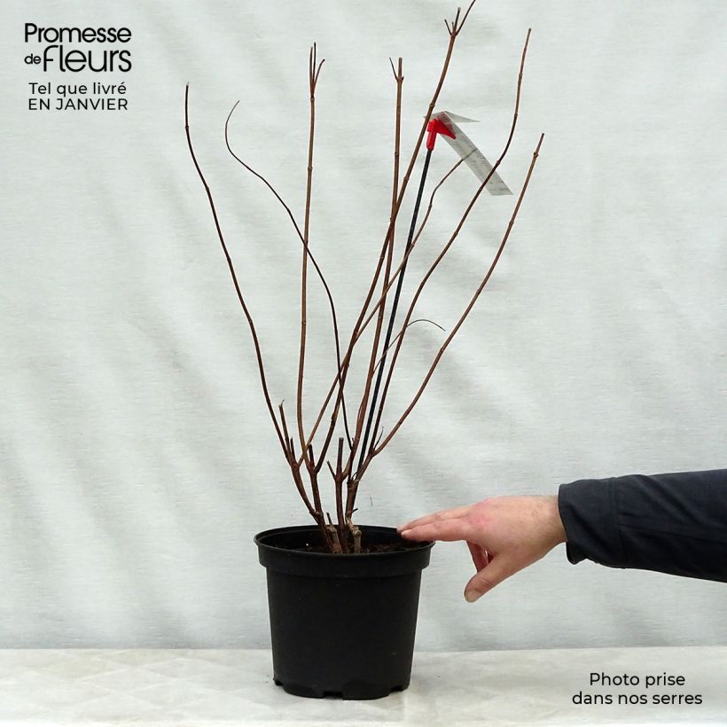 Hydrangea paniculata Diamantino - Ortensia paniculata Vaso da 3L/4L esemplare consegnato in inverno