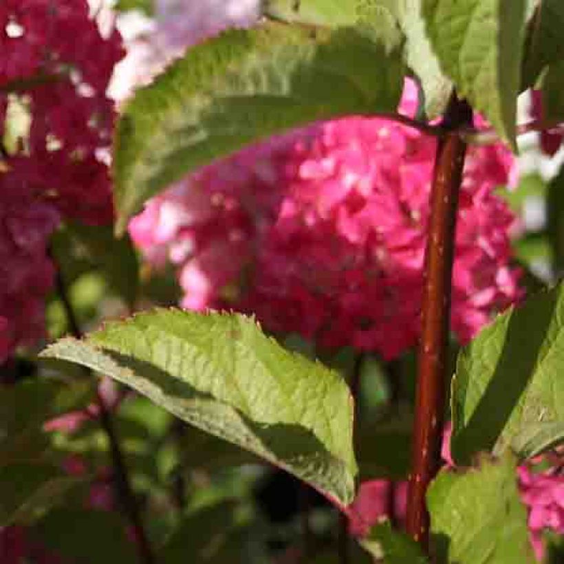 Hydrangea paniculata Fraise Melba - Ortensia paniculata (Fogliame)