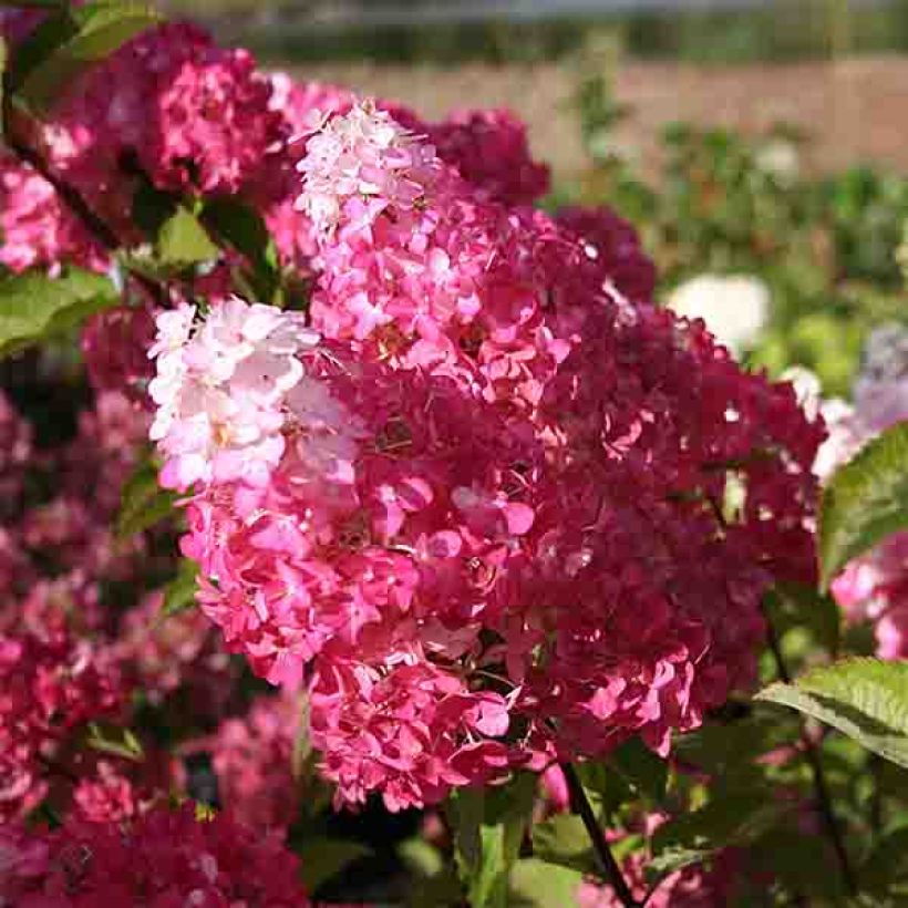 Hydrangea paniculata Fraise Melba - Ortensia paniculata (Fioritura)