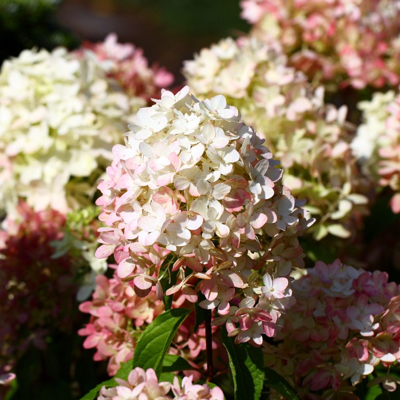 Hydrangea paniculata Graffiti - Ortensia paniculata (Fioritura)