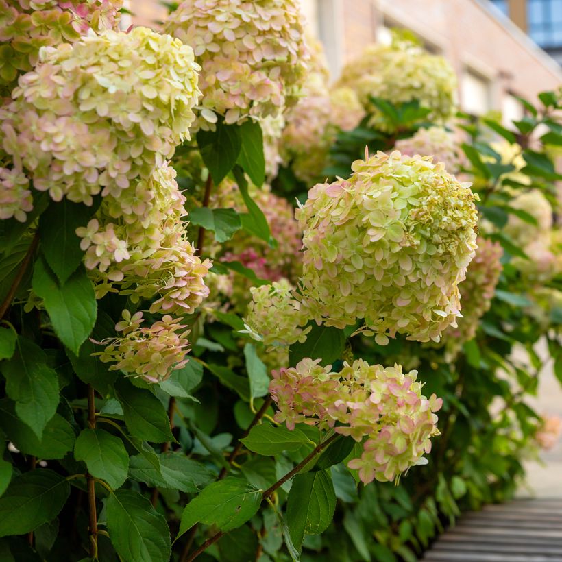 Hydrangea paniculata Graffiti - Ortensia paniculata (Porto)