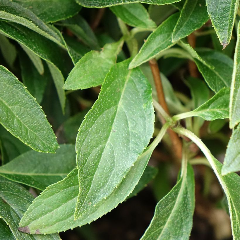 Hydrangea paniculata Groundbreaker - Ortensia paniculata (Fogliame)
