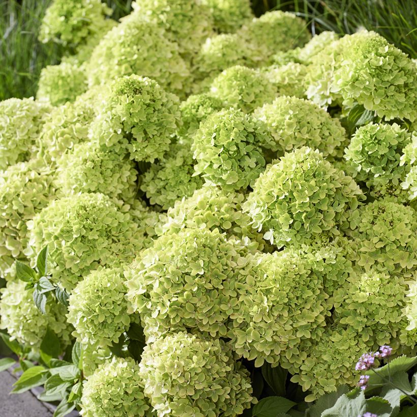 Hydrangea paniculata Groundbreaker Greeny - Ortensia paniculata (Fioritura)