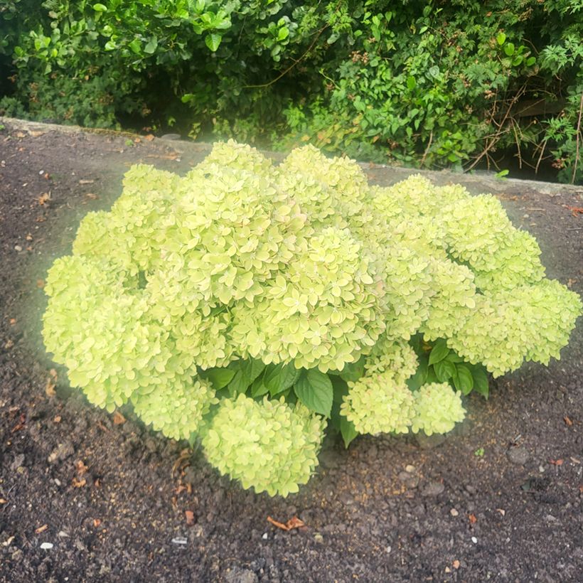 Hydrangea paniculata Groundbreaker Greeny - Ortensia paniculata (Porto)