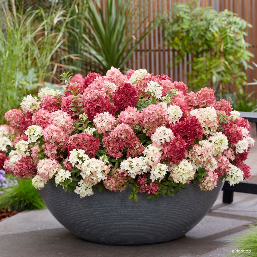Hydrangea paniculata Groundbreaker Ruby - Ortensia paniculata (Fioritura)