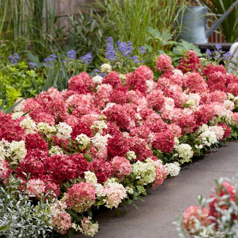 Hydrangea paniculata Groundbreaker Ruby - Ortensia paniculata (Porto)
