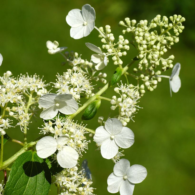 Hydrangea paniculata Kyushu - Ortensia paniculata (Fioritura)