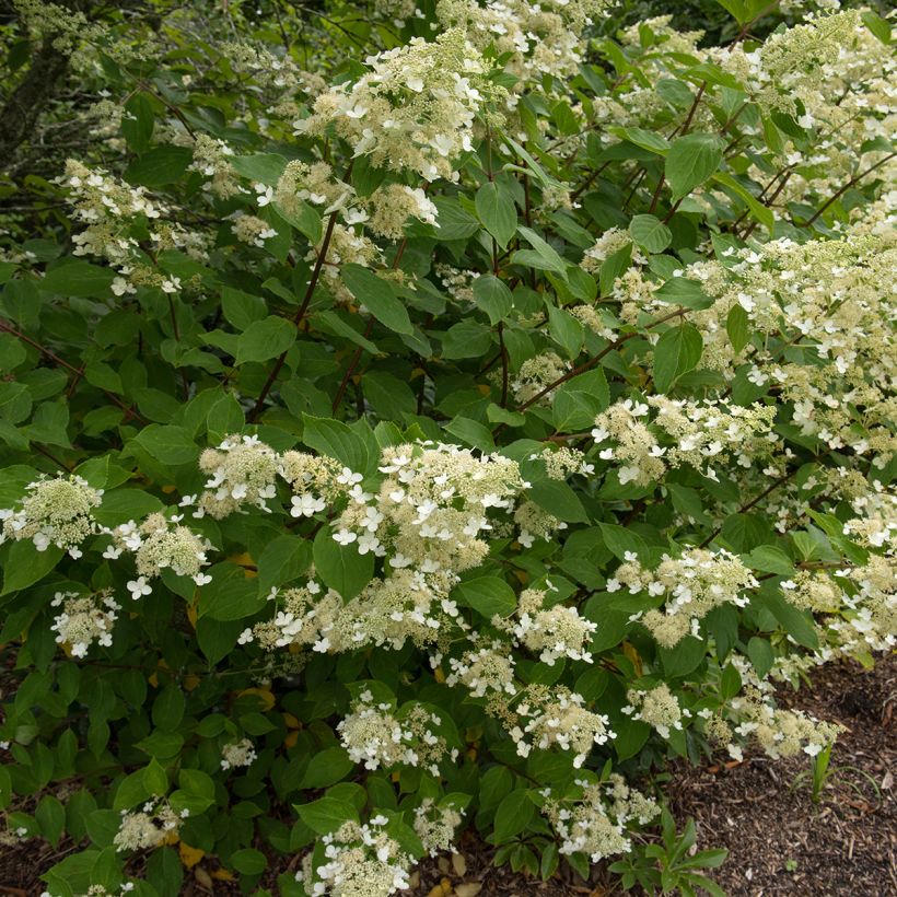 Hydrangea paniculata Kyushu - Ortensia paniculata (Porto)
