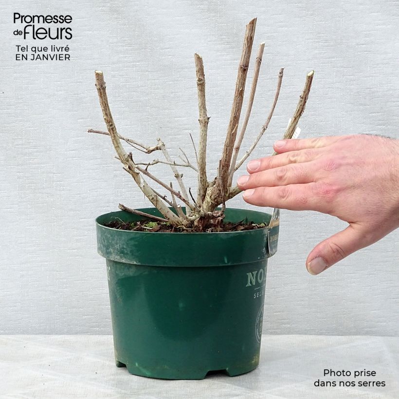 Hydrangea paniculata Levana - Ortensia paniculata Vaso da 3L/4L esemplare consegnato in inverno