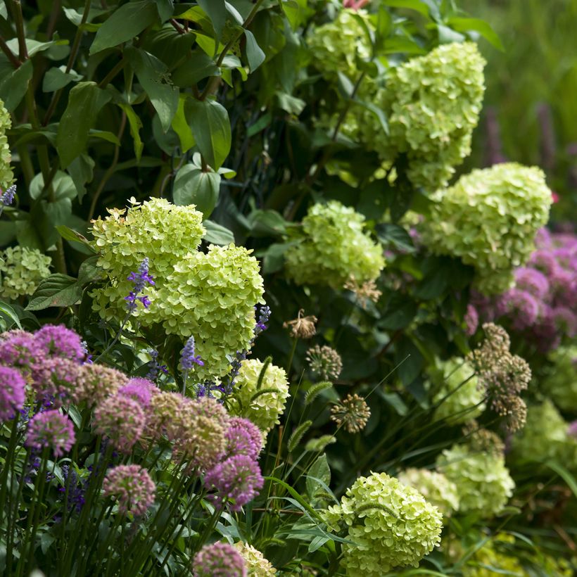 Hydrangea paniculata Little Lime - Ortensia paniculata (Porto)