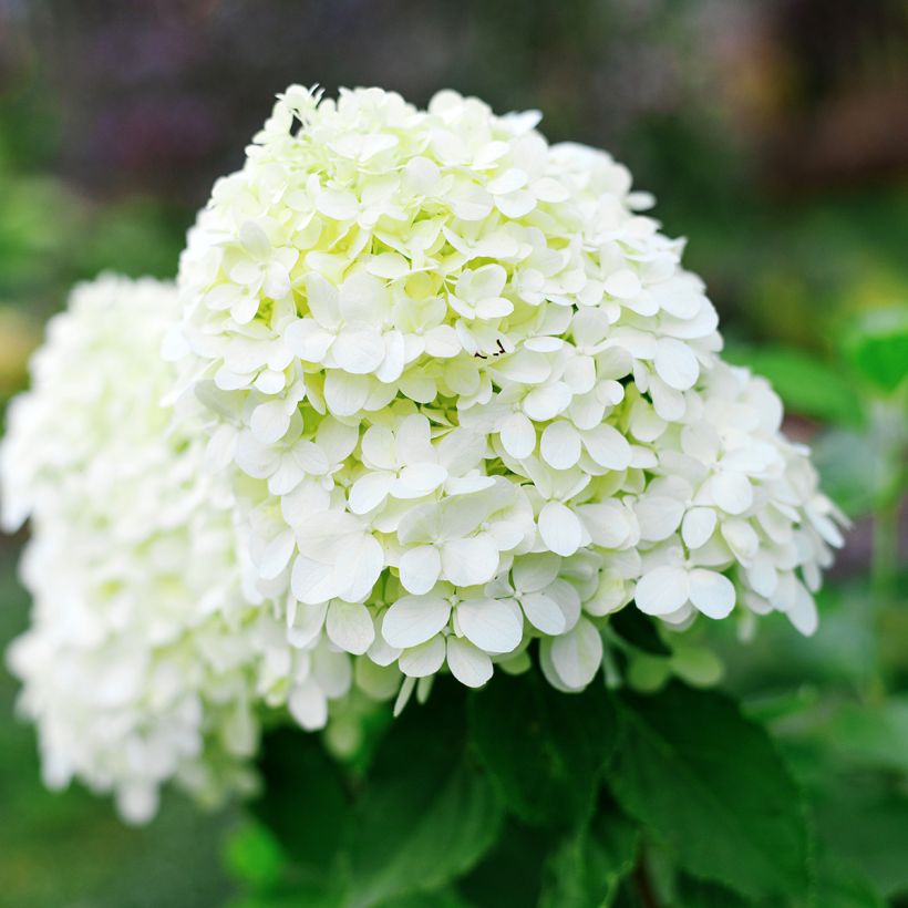 Hydrangea paniculata Little Spooky - Ortensia paniculata (Fioritura)