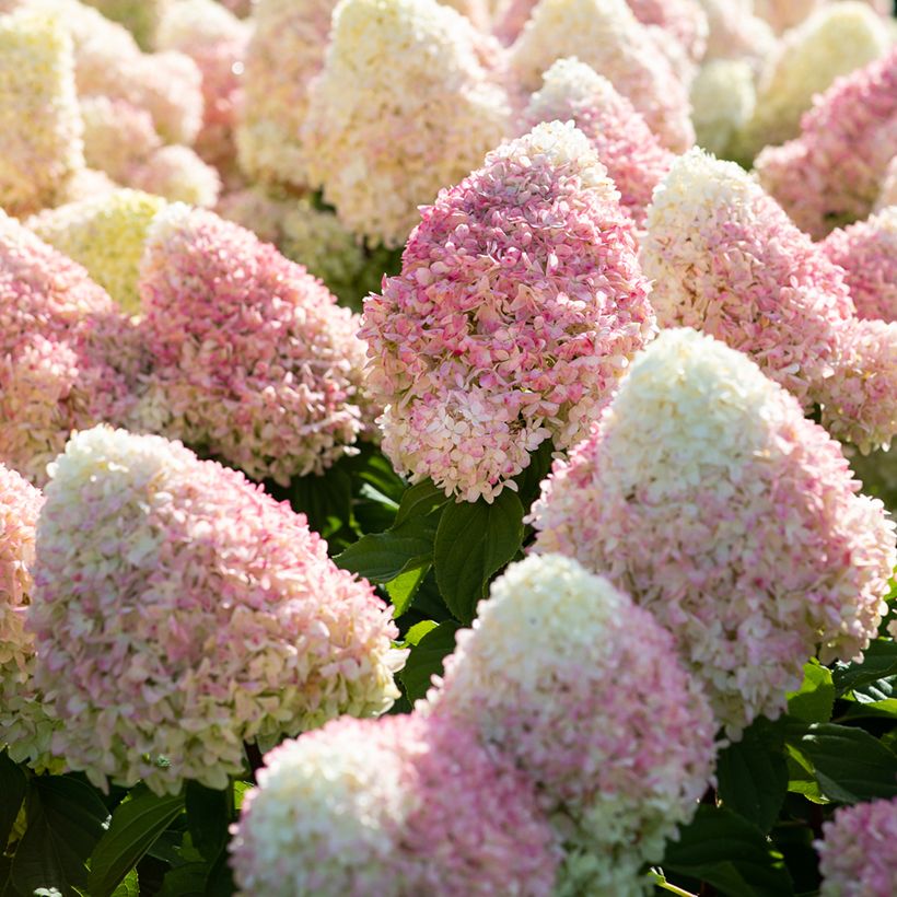 Hydrangea paniculata Living Candy Love - Ortensia paniculata (Fioritura)