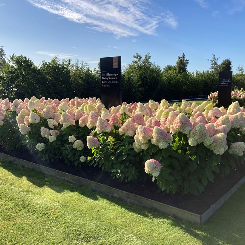Hydrangea paniculata Living Candy Love - Ortensia paniculata (Porto)