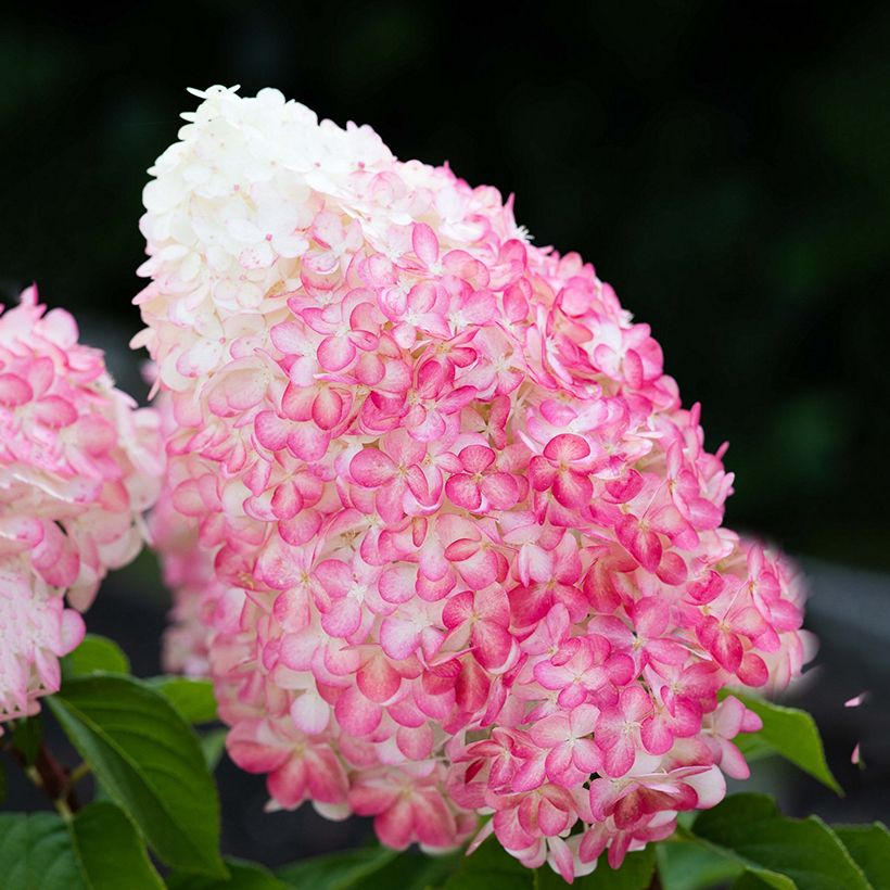 Hydrangea paniculata Living Pink & Rose - Ortensia paniculata (Fioritura)
