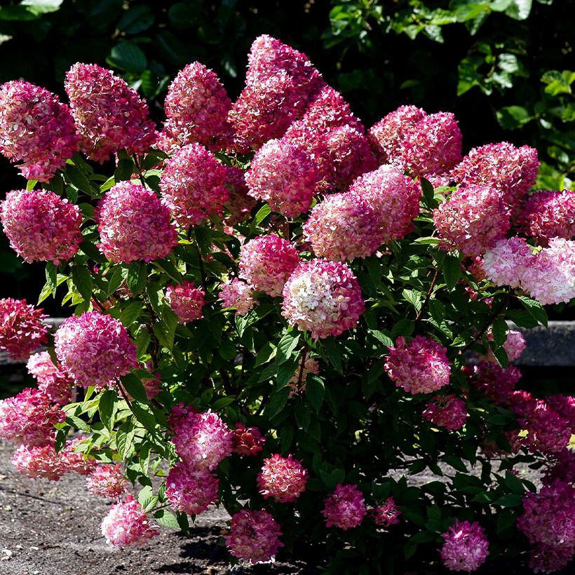 Hydrangea paniculata Living Pink & Rose - Ortensia paniculata (Porto)