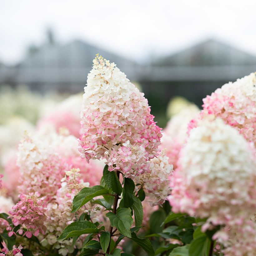 Hydrangea paniculata Living Strawberry Blossom - Ortensia paniculata (Fioritura)