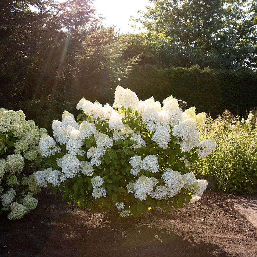 Hydrangea paniculata Living Sugar Rush - Ortensia paniculata (Porto)