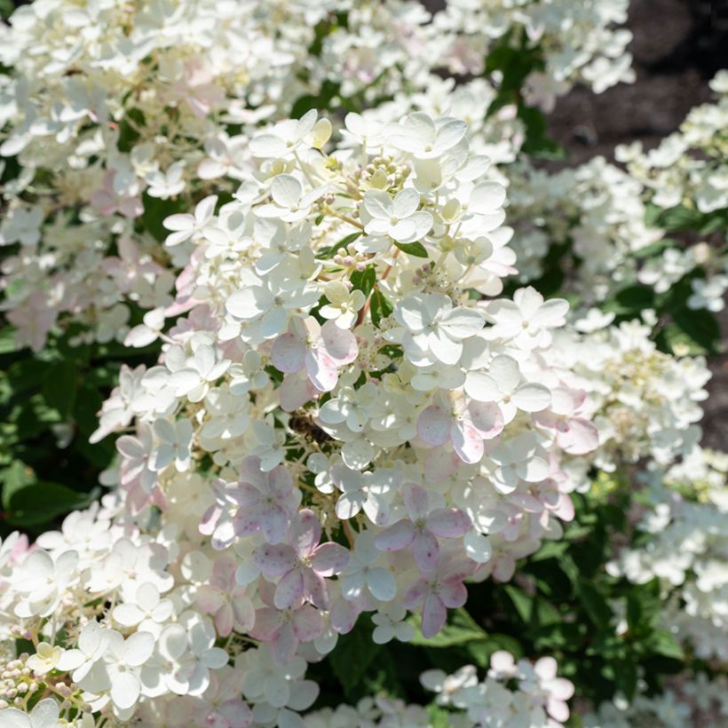 Hydrangea paniculata Living Touch of Pink - Ortensia paniculata (Fioritura)