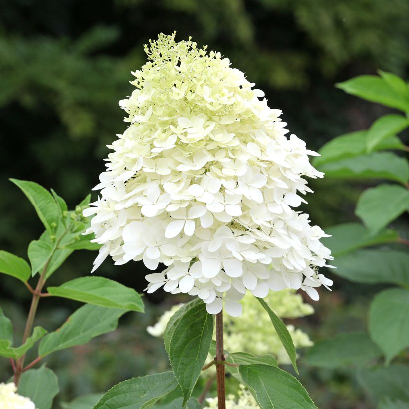 Hydrangea paniculata Phantom - Ortensia paniculata (Fioritura)