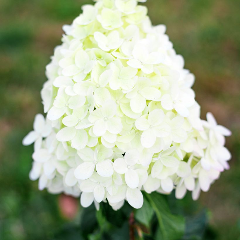 Hydrangea paniculata Pinkachu - Ortensia paniculata (Fioritura)