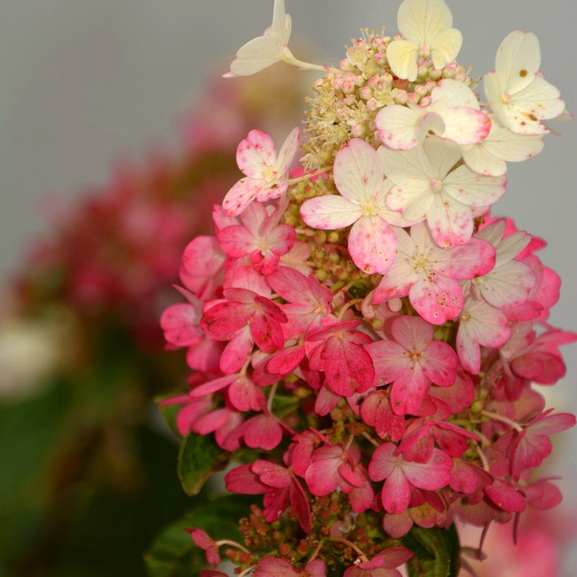 Hydrangea paniculata Pinky Winky - Ortensia paniculata (Fioritura)