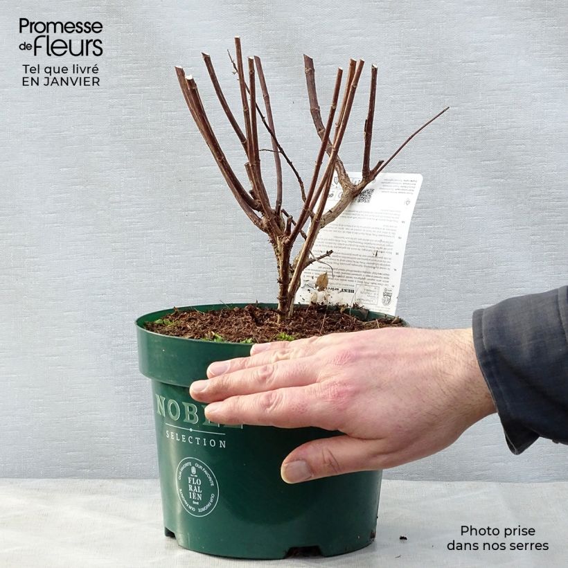 Hydrangea paniculata Pinky Winky - Ortensia paniculata Vaso da 3L/4L esemplare consegnato in inverno
