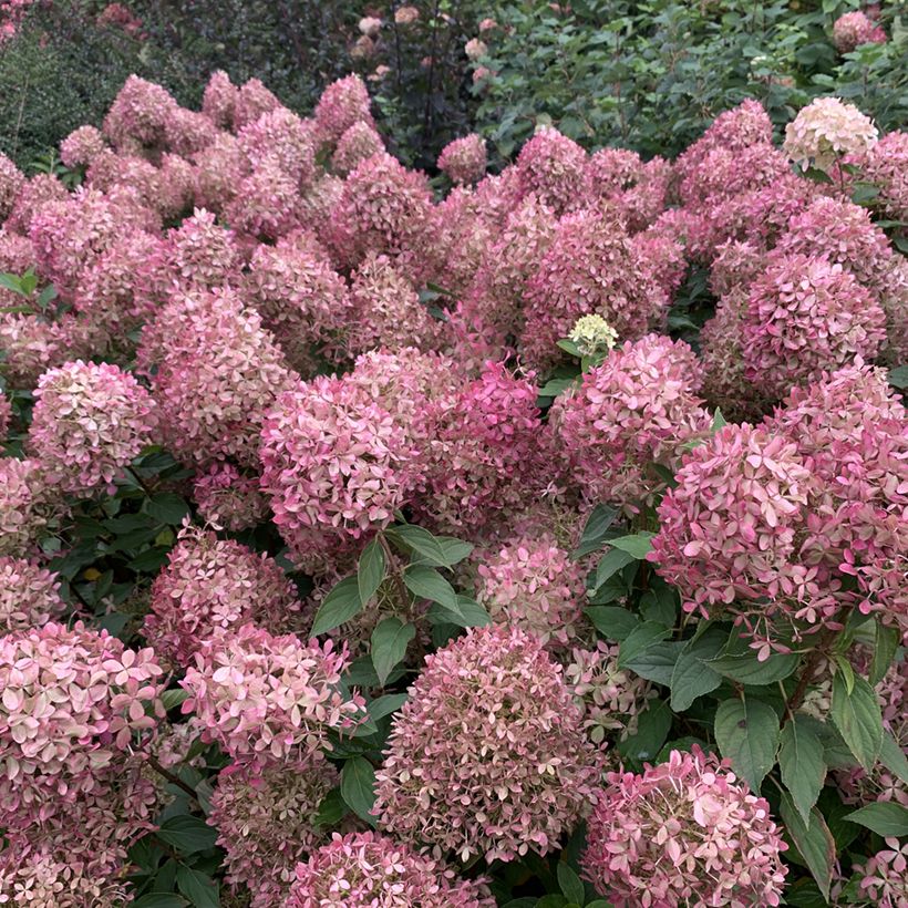 Hydrangea paniculata Pixio - Ortensia paniculata (Fioritura)