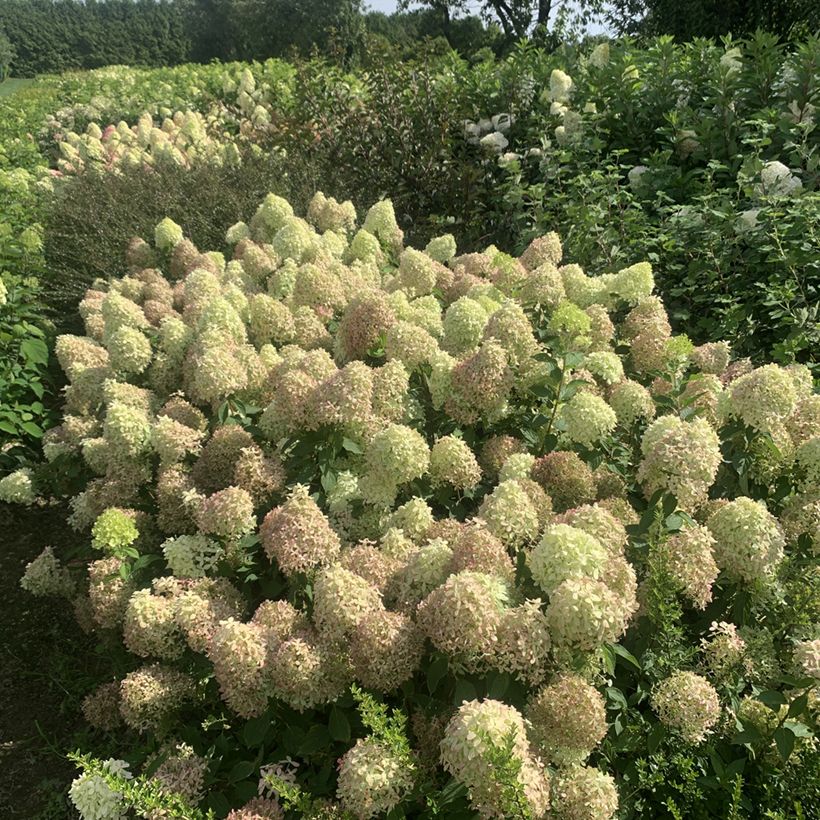 Hydrangea paniculata Pixio - Ortensia paniculata (Porto)