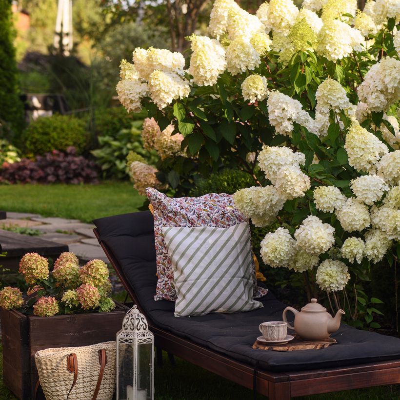 Hydrangea paniculata Polar Bear - Ortensia paniculata (Porto)