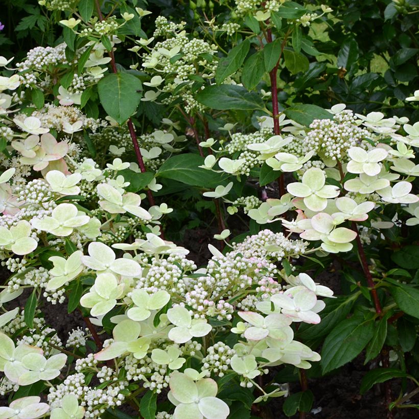 Hydrangea paniculata Prim’Red - Ortensia paniculata (Fioritura)