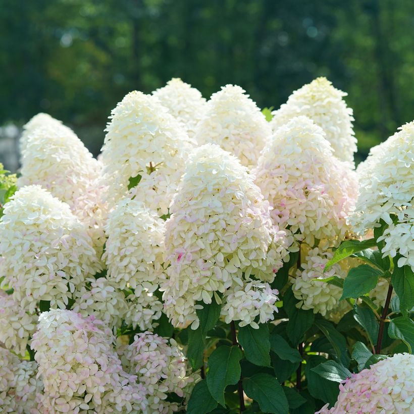 Hydrangea paniculata Quick Fire Fab - Ortensia paniculata (Fioritura)