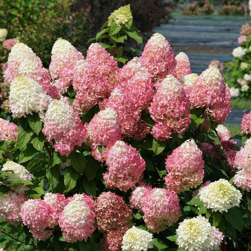 Hydrangea paniculata Quick Fire Fab - Ortensia paniculata (Porto)