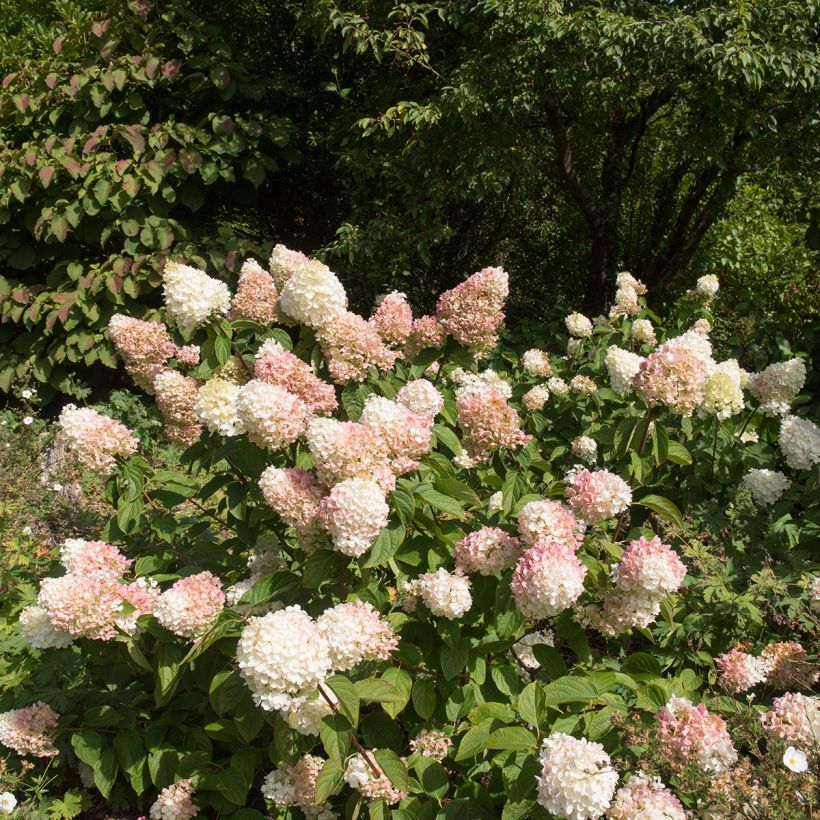 Hydrangea paniculata Silver Dollar - Ortensia paniculata (Porto)