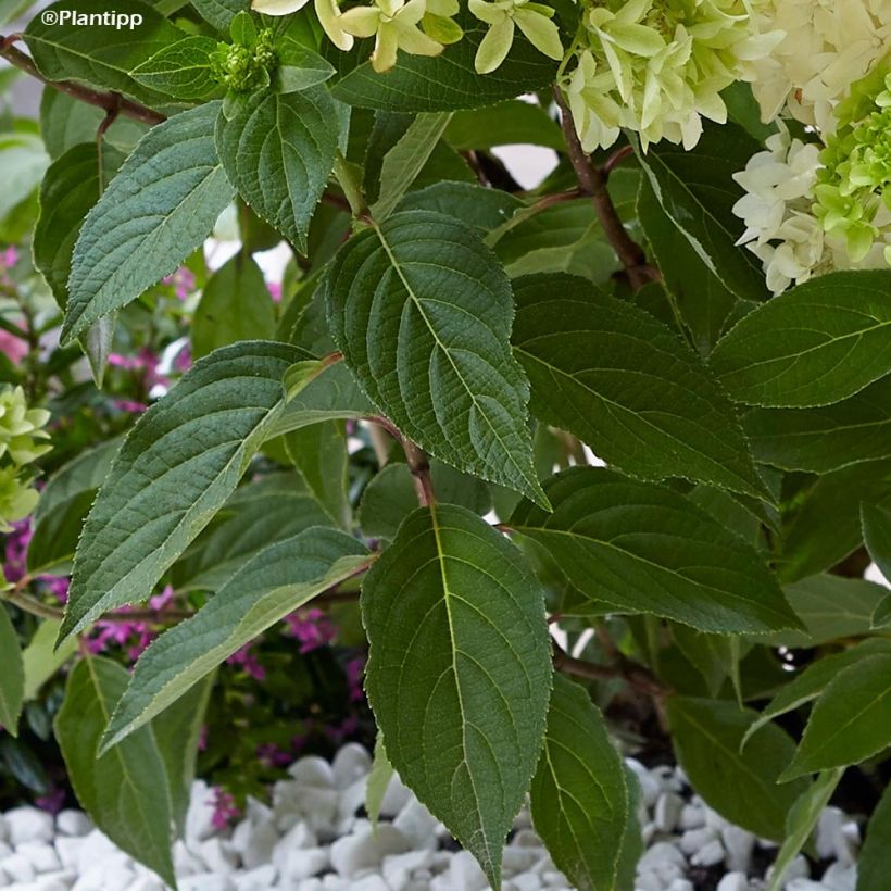 Hydrangea paniculata Skyfall - Ortensia paniculata (Fogliame)