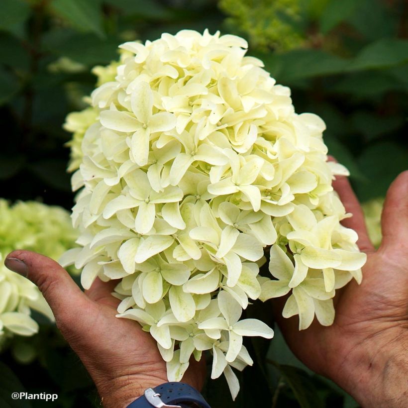 Hydrangea paniculata Skyfall - Ortensia paniculata (Fioritura)