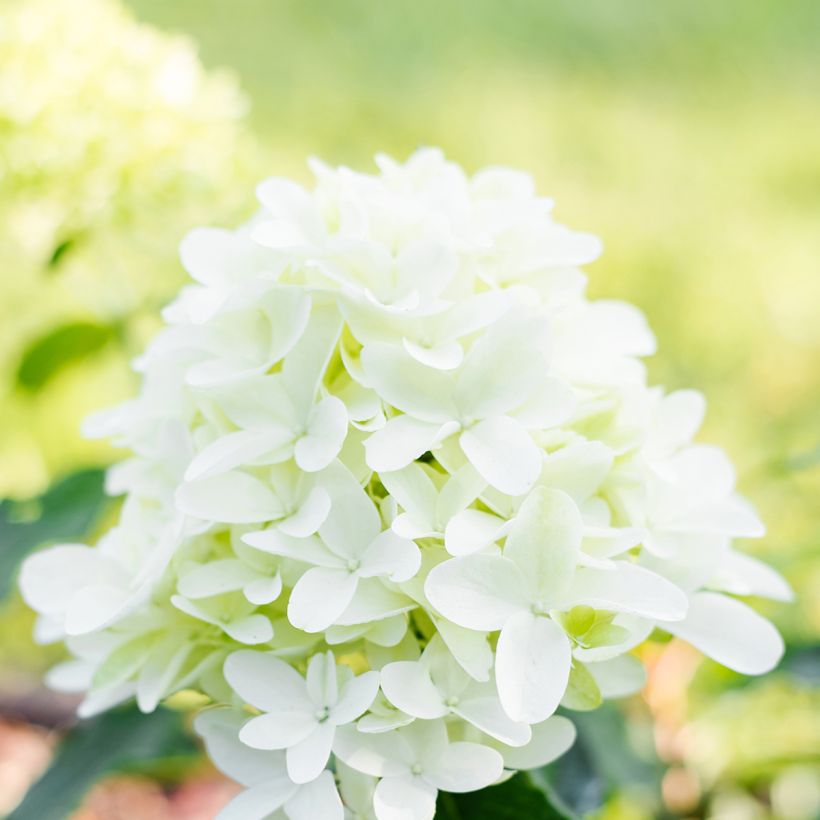 Hydrangea paniculata Skyfall - Ortensia paniculata (Fioritura)