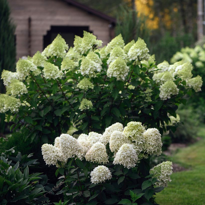 Hydrangea paniculata Skyfall - Ortensia paniculata (Porto)