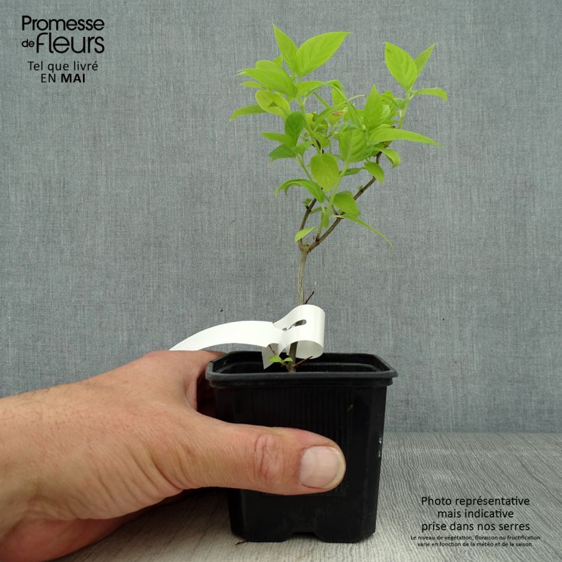 Hydrangea paniculata Sunlight - Ortensia paniculata Vasetto da 8/9 cm esemplare consegnato in primavera