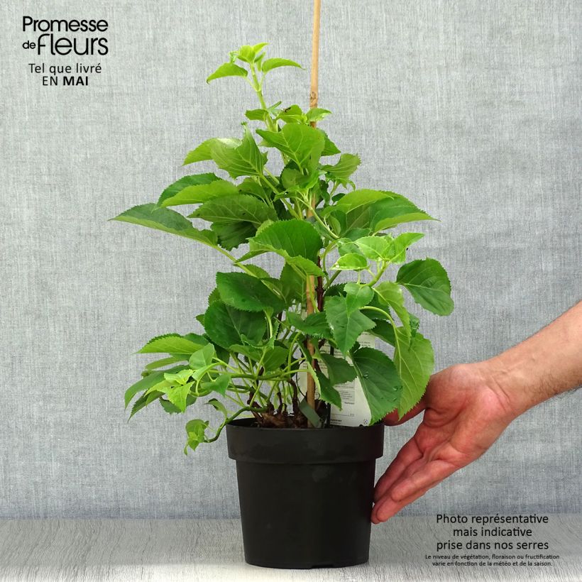 Hydrangea anomala subsp. petiolaris Flying Saucer - Ortensia rampicante Vaso da 2L/3L esemplare consegnato in primavera