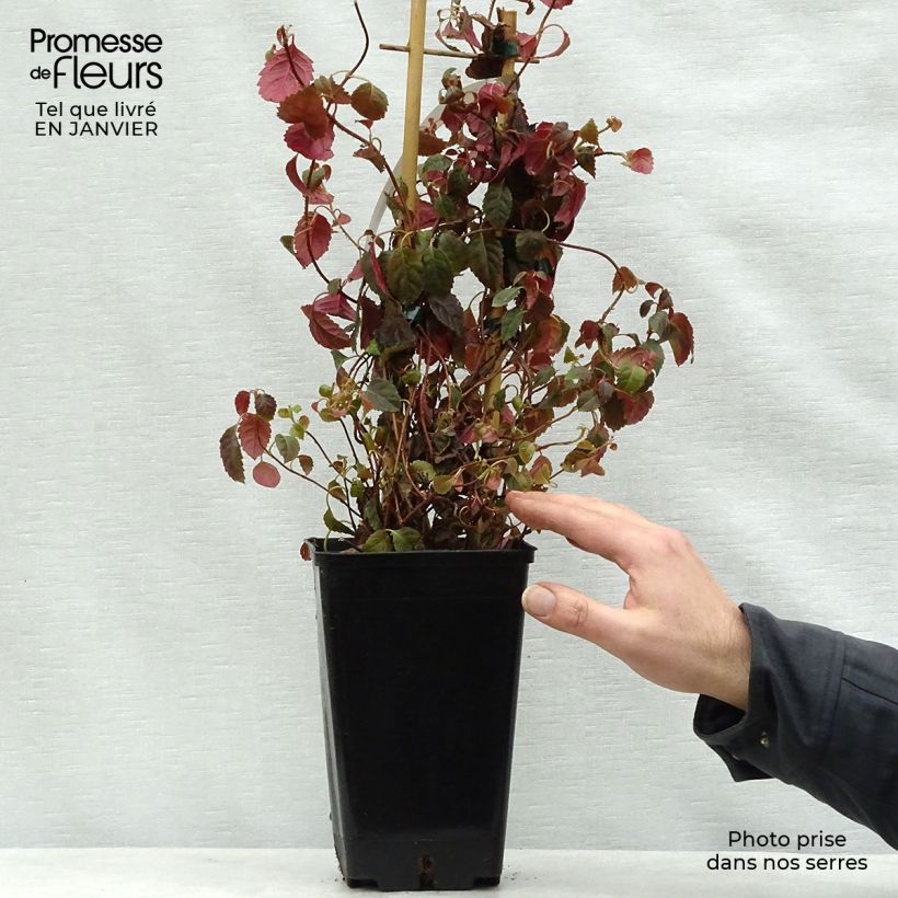 Hydrangea anomala subsp. petiolaris Winter Surprise - Ortensia rampicante Vaso da 2L/3L esemplare consegnato in inverno