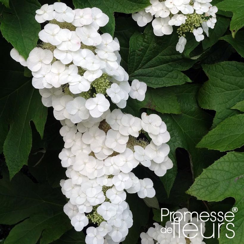 Hydrangea quercifolia Alice - Ortensia a foglie di quercia (Fioritura)