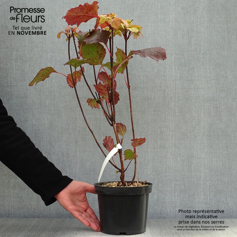 Esemplare di Hydrangea quercifolia Alice - Ortensia a foglie di quercia Vaso da 2L/3L come consegnato in autunno