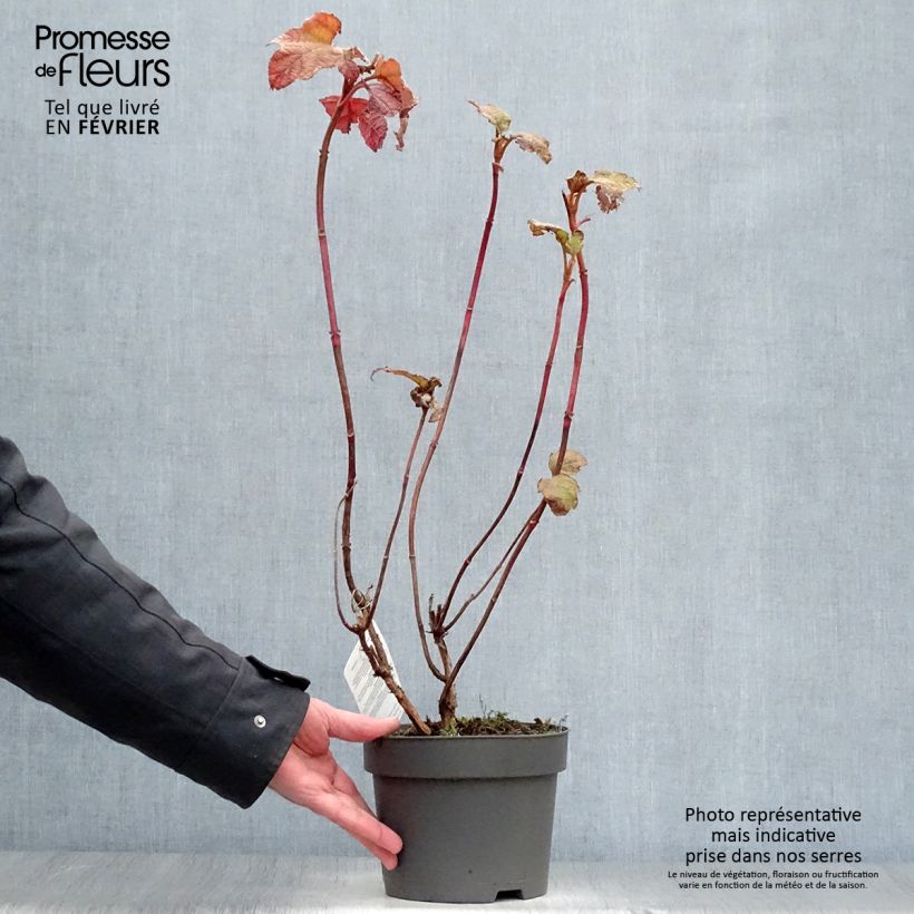 Hydrangea quercifolia Alice - Ortensia a foglie di quercia Vaso da 2L/3L esemplare consegnato in inverno