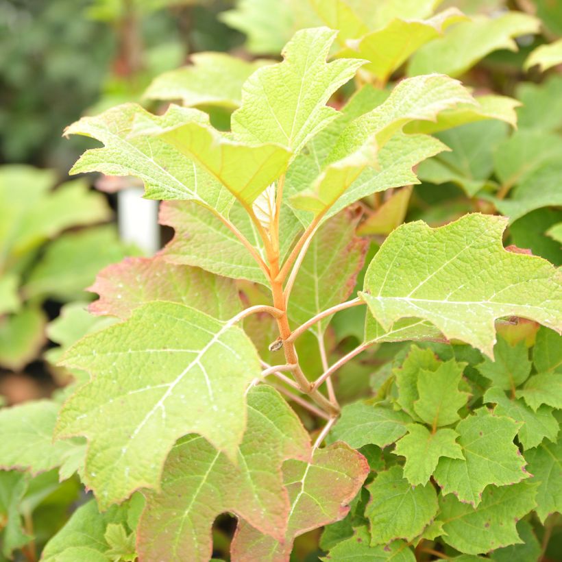 Hydrangea quercifolia Alice - Ortensia a foglie di quercia (Fogliame)