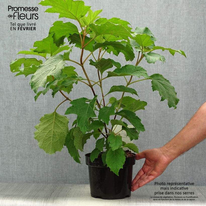 Esemplare di Hydrangea quercifolia Burgundy - Ortensia a foglie di quercia Vaso da 2L/3L come consegnato in autunno