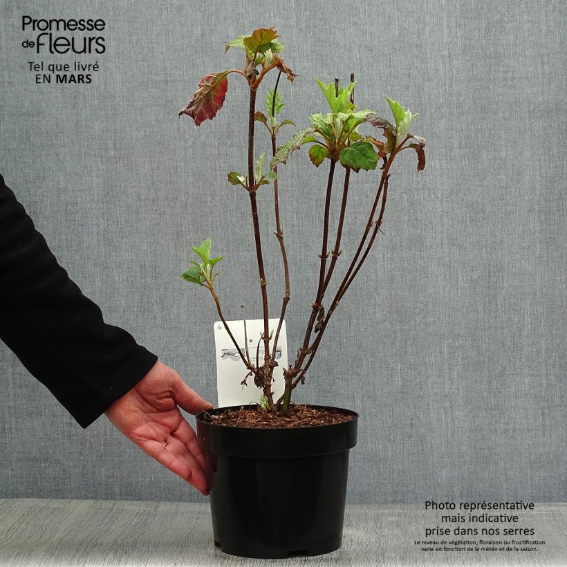 Hydrangea quercifolia Burgundy - Ortensia a foglie di quercia Vaso da 2L/3L esemplare consegnato in primavera